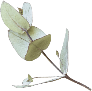 flower-branch.png